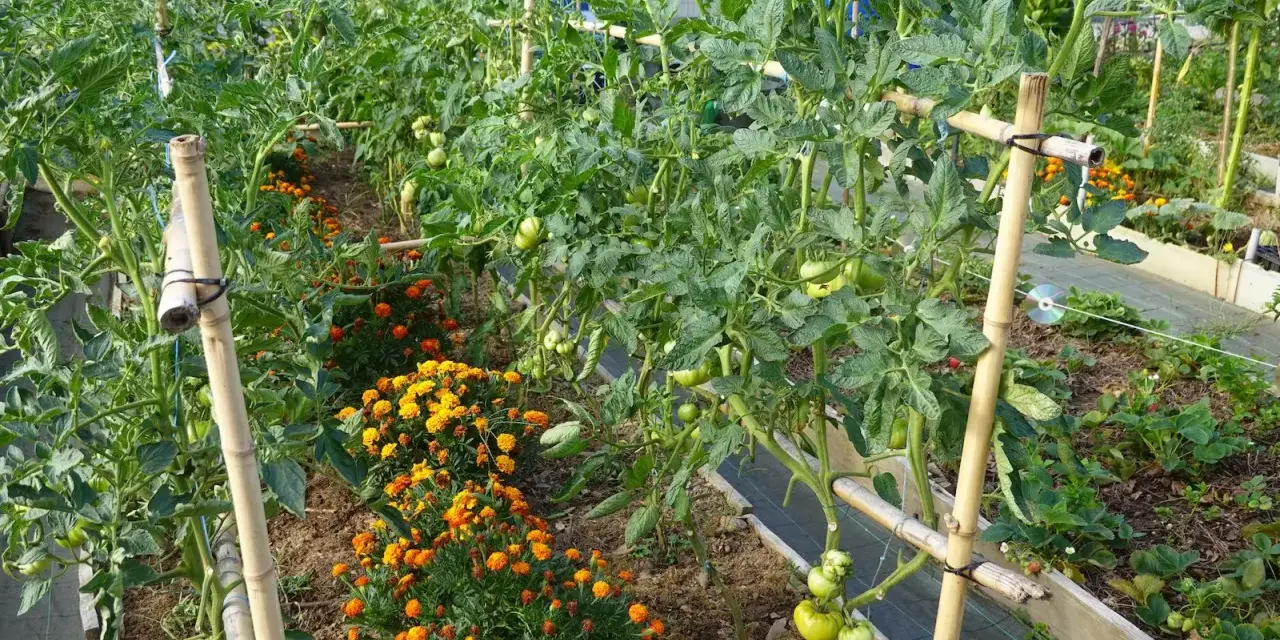 Reihe von grünen Tomatenpflanzen, die von Bambusstangen gestützt werden, mit leuchtend orangefarbenen Blumen dazwischen. Diese Tomaten sind vielleicht keine schlechten Nachbarn für die Blumen.