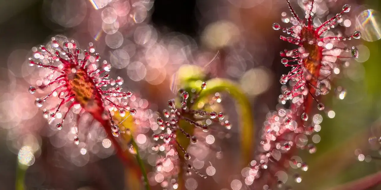 Gouttes de rosée sur des plantes carnivores rouges, avec un arrière-plan flou et lumineux. Une photo bokeh féerique.