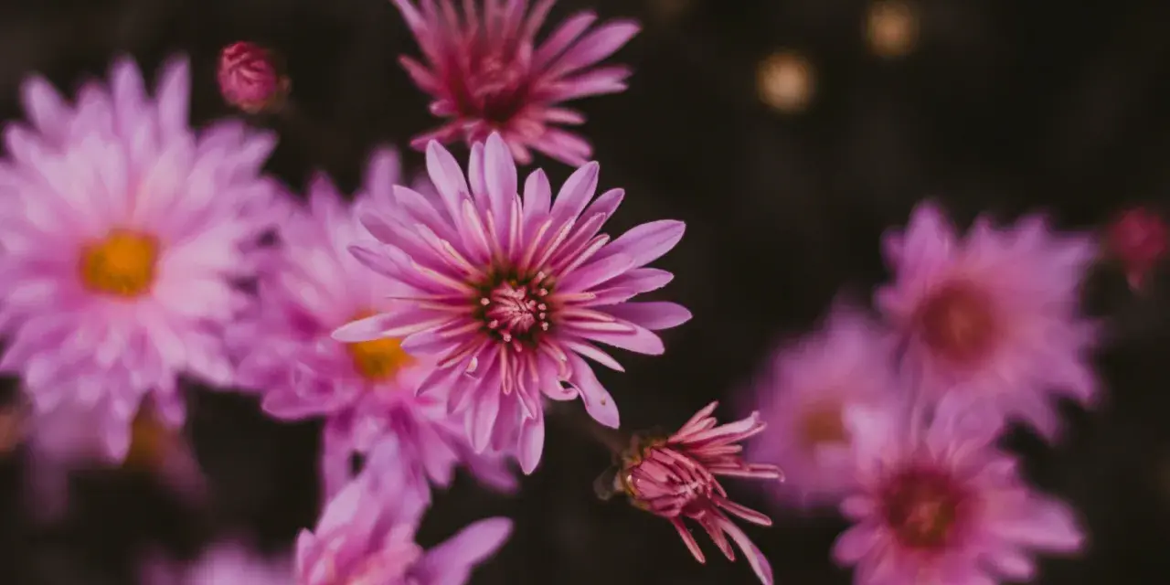 Delicadas flores de septiembre en tonos rosados y púrpuras, con pétalos finos y un centro amarillo.