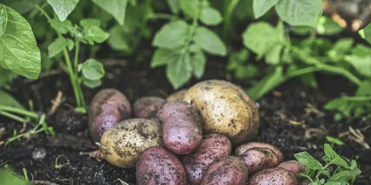 Nyskördade potatisar, både röda och gula, ligger på jorden bland gröna blad. En del av potatisen har fortfarande jord kvar, som om de nyss plockats från en potatis blomma.