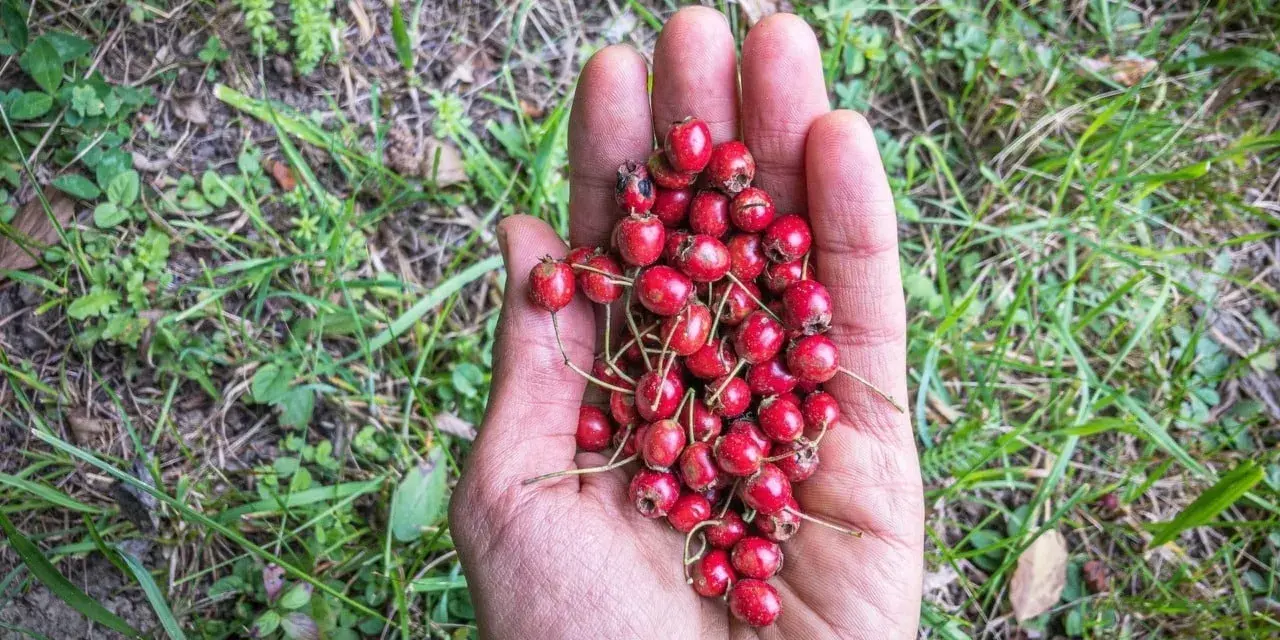 Une main ouverte présente une poignée de petits fruits rouges, des fruits sauvages cueillis dans la nature.