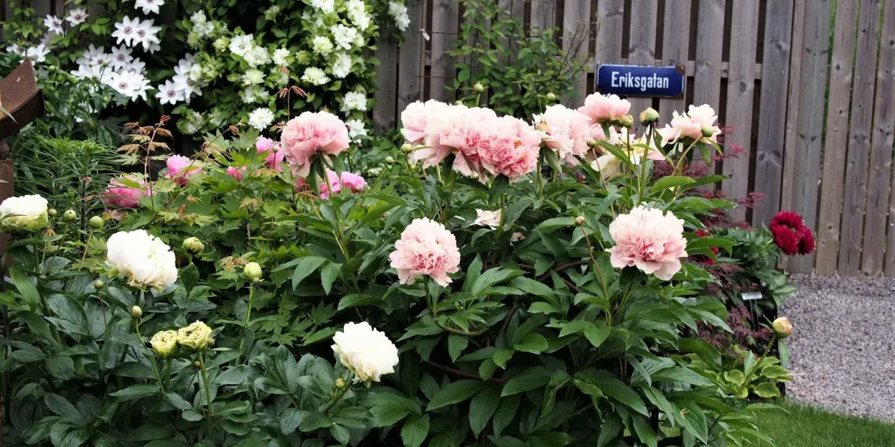 En lummig trädgård med många vackra, rosa och vita pioner som blommar. En skylt med texten "Eriksgatan" syns vid en trästaket.