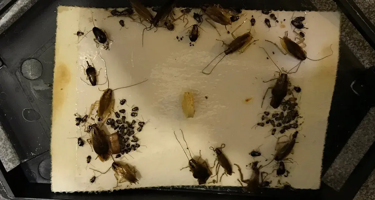Trampa pegajosa llena de cucarachas y crías. Una avispa cucaracha, atrapada, intenta escapar.