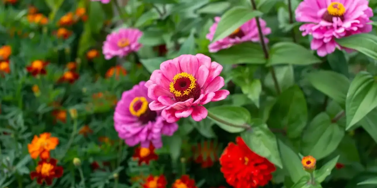 Fioritura di zinnie in estate, perfette per seminare in primavera per un giardino colorato.