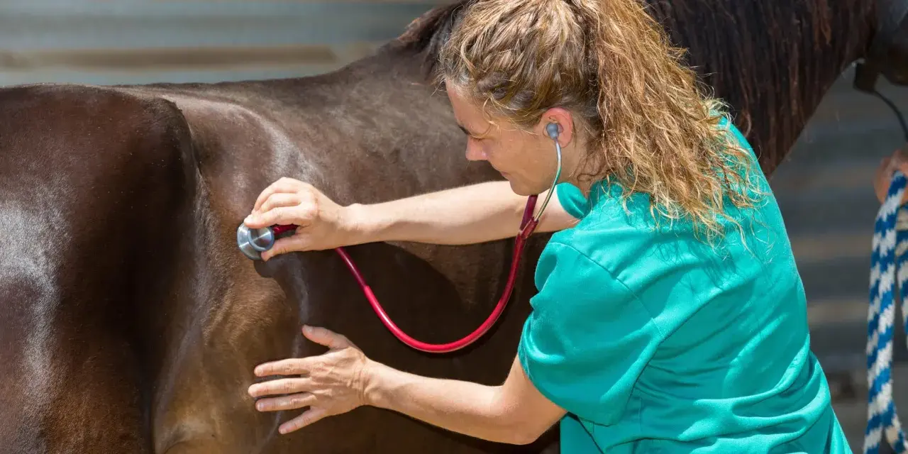 Vétérinaire auscultant le flanc d'un cheval, vérifiant le bon fonctionnement de son intestin grêle.