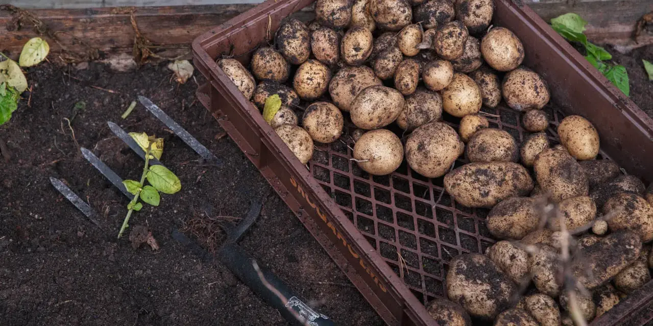 Nyskördade potatisar i en låda bredvid en grep. Radavstånd potatis ger en bra skörd.