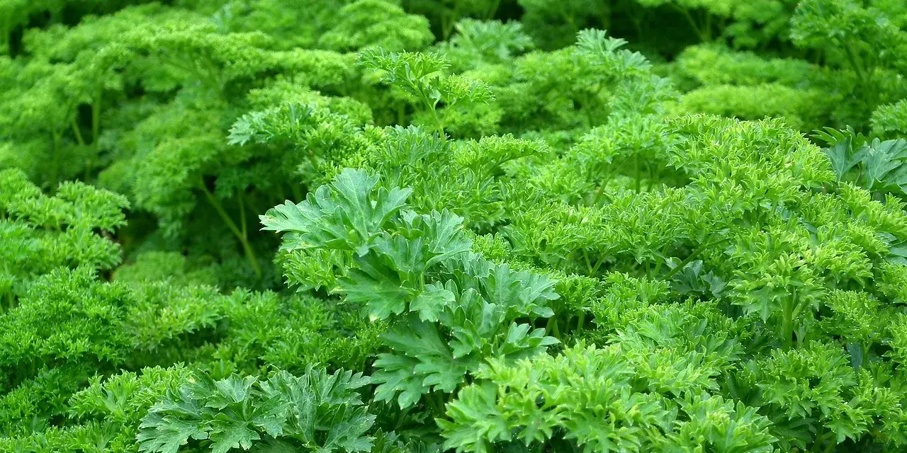 Un campo rigoglioso di prezzemolo riccio, perfetto per quando si semina il prezzemolo e si desidera un raccolto abbondante.