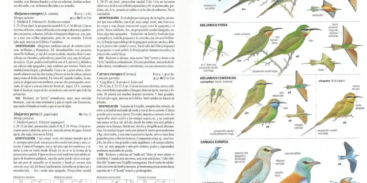 Aves migratorias España: Abejaruco europeo, persa y esmeralda, junto a la carraca europea, ilustrados con detalles de plumaje y distribución.