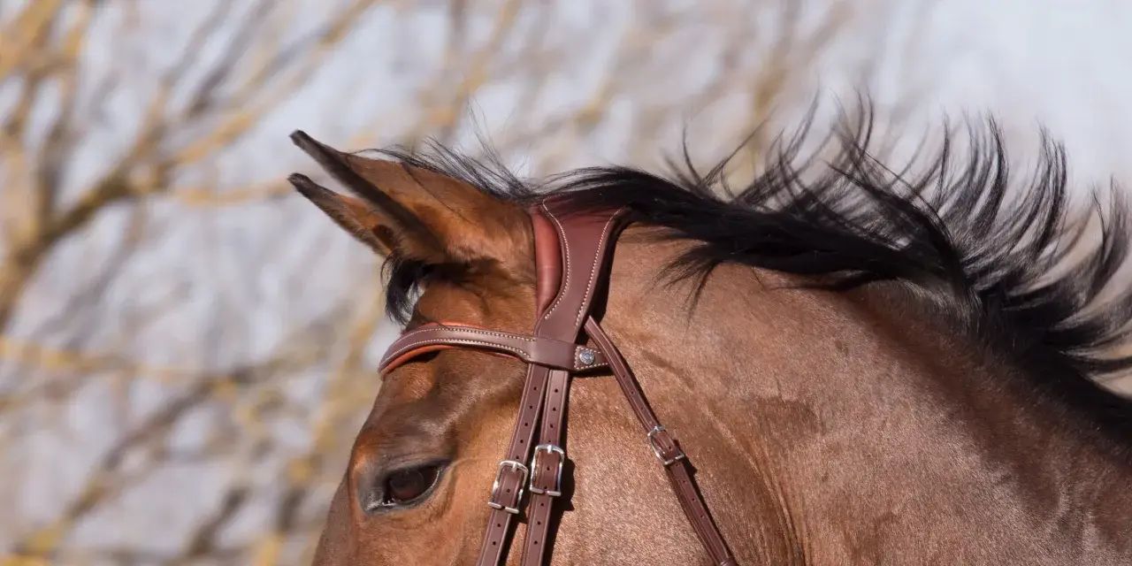 Gros plan sur la tête d'un cheval brun, portant une bride en cuir marron. Sa crinière noire flotte au vent.