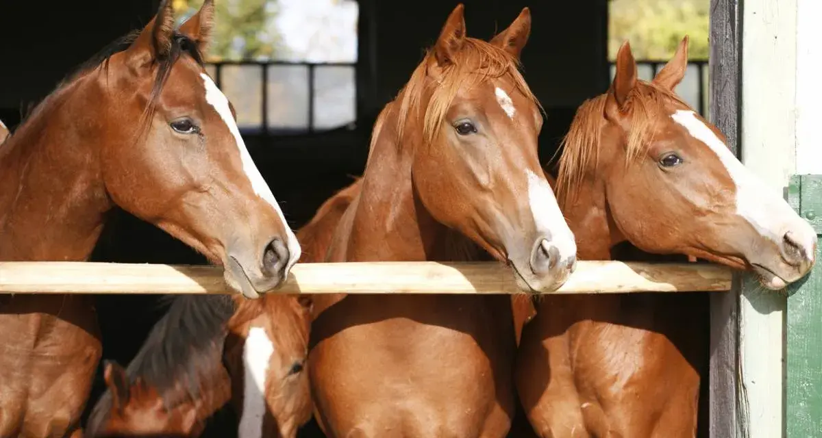 Trois chevaux grecs, aux robes rousses et aux marques blanches sur le front, regardent curieusement par-dessus une barrière en bois.
