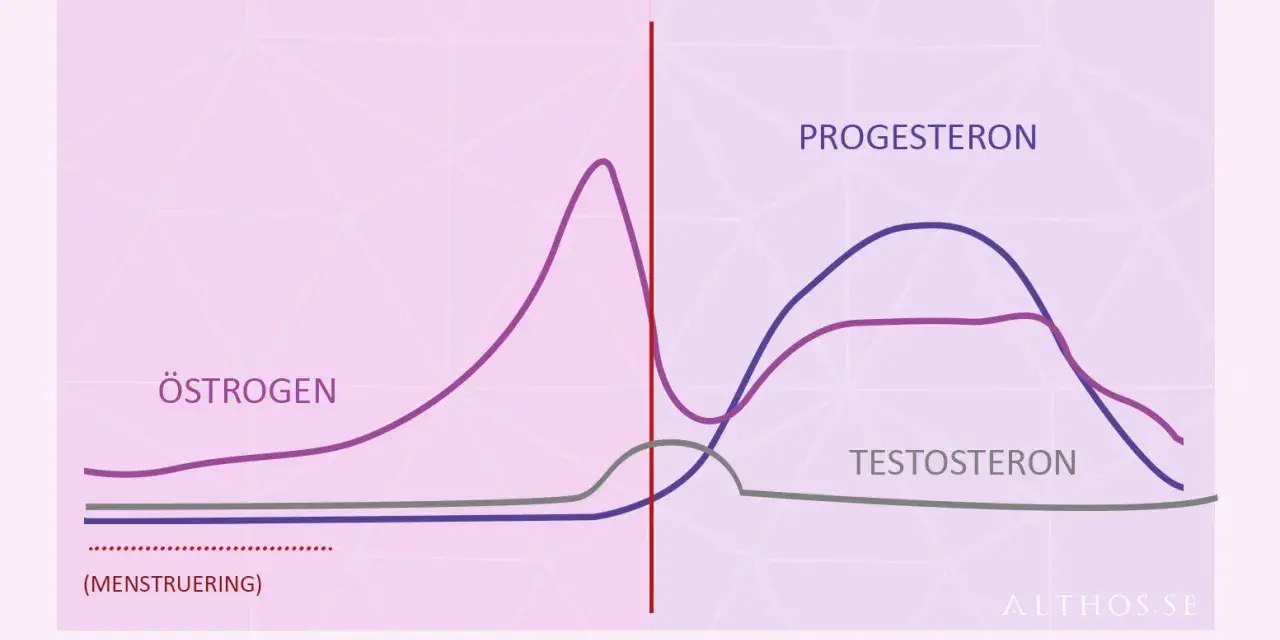 Graf över hormonnivåer under menstruationscykeln. Lågt progesteron kan ge symptom vid klimakteriet.
