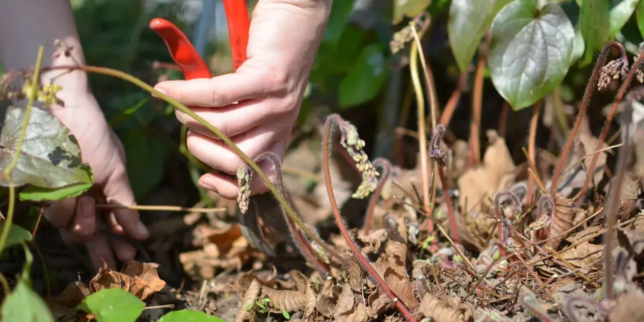 Hände mit roter Gartenschere schneiden spargelkraut ab.
