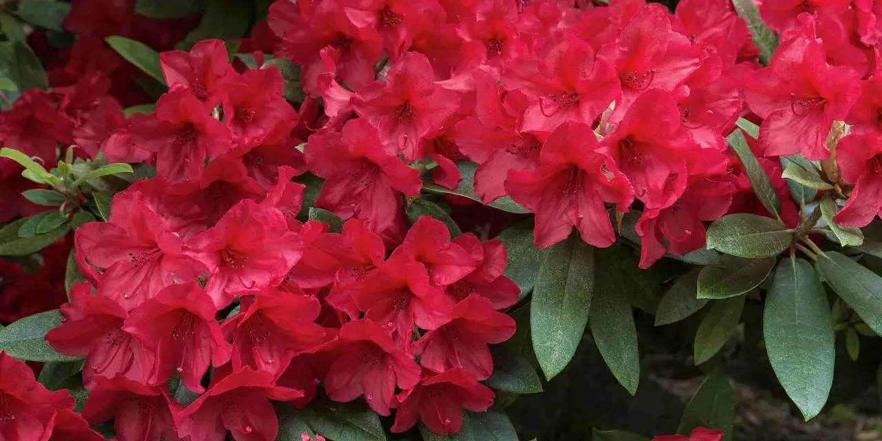 Ein dichter Busch mit leuchtend roten Rhododendron-Blüten und dunkelgrünen Blättern. Perfekt für den Garten.