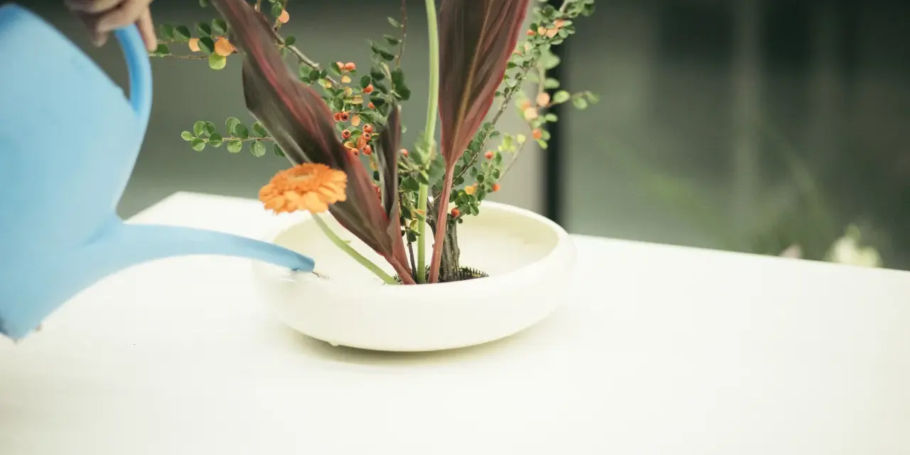Ręka podlewa niebieską konewką kompozycję ikebana co to. Pomarańczowe gerbery, liście i gałązki z koralikami w białej misie.