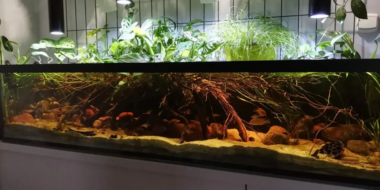 Jakie oświetlenie do akwarium 112l zapewni zdrowe rośliny?
