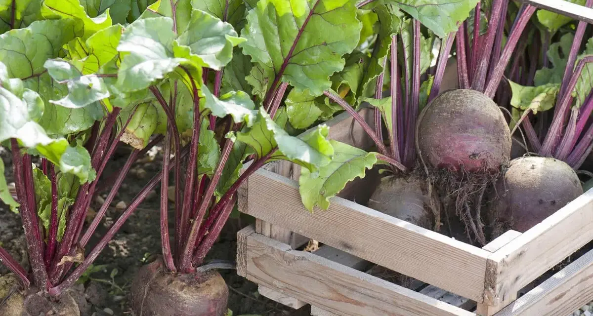 Frisch geerntete rote Bete mit grünen Blättern und roten Stielen liegen in einer Holzkiste. Die Erntezeit für rote Bete ist gekommen.