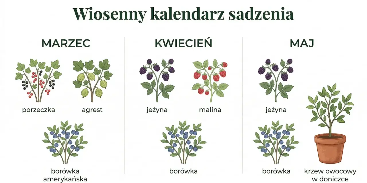 Wiosenny kalendarz ogrodnika: co kiedy sadzić. Ilustracje porzeczek, agrestu, jeżyn, malin, borówek i krzewu owocowego w doniczce.