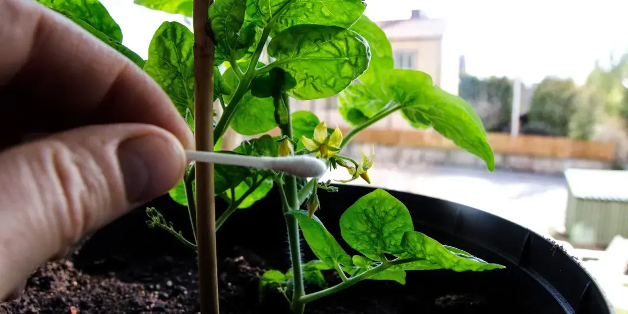 Handen pollinerar en liten chiliplanta med en tops. Försiktig handpåläggning för att lyckas med chili odla.