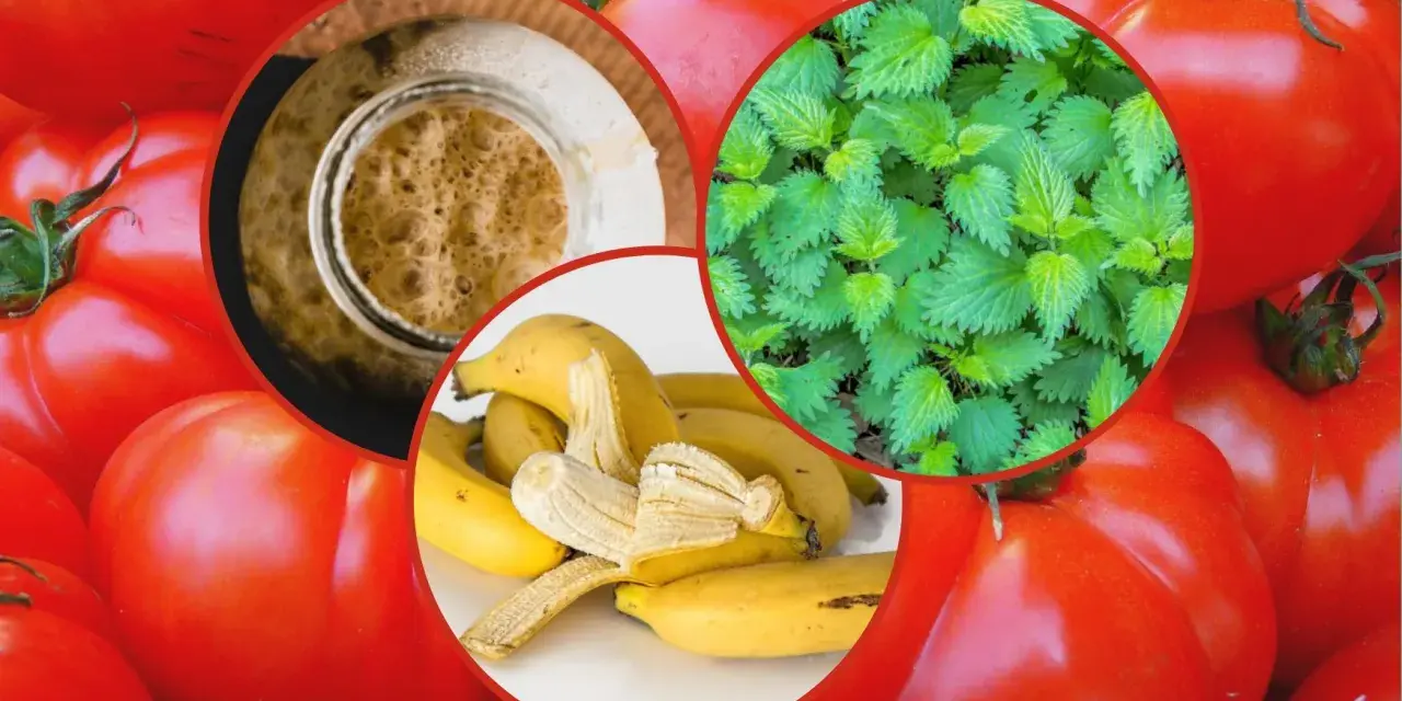 Domowe sposoby nawożenia pomidorów: pokrzywa, skórki bananów i drożdże. Zdrowe pomidory z naturalnych składników.