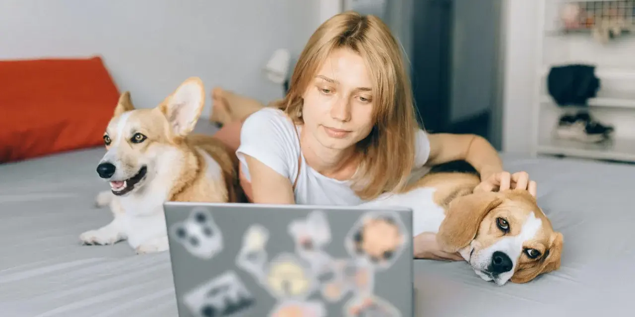 Ragazza con due cani sul letto, uno corgi e un beagle, che guarda un laptop. Un esempio di come lavorare con gli animali in modo sereno.