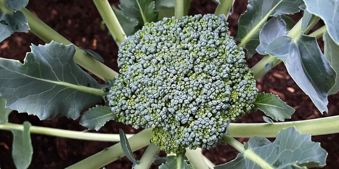 Un broccolo fresco e verde, pronto per essere raccolto, con foglie rigogliose che circondano il suo pugno compatto. Un momento perfetto per capire quando si piantano i broccoli.