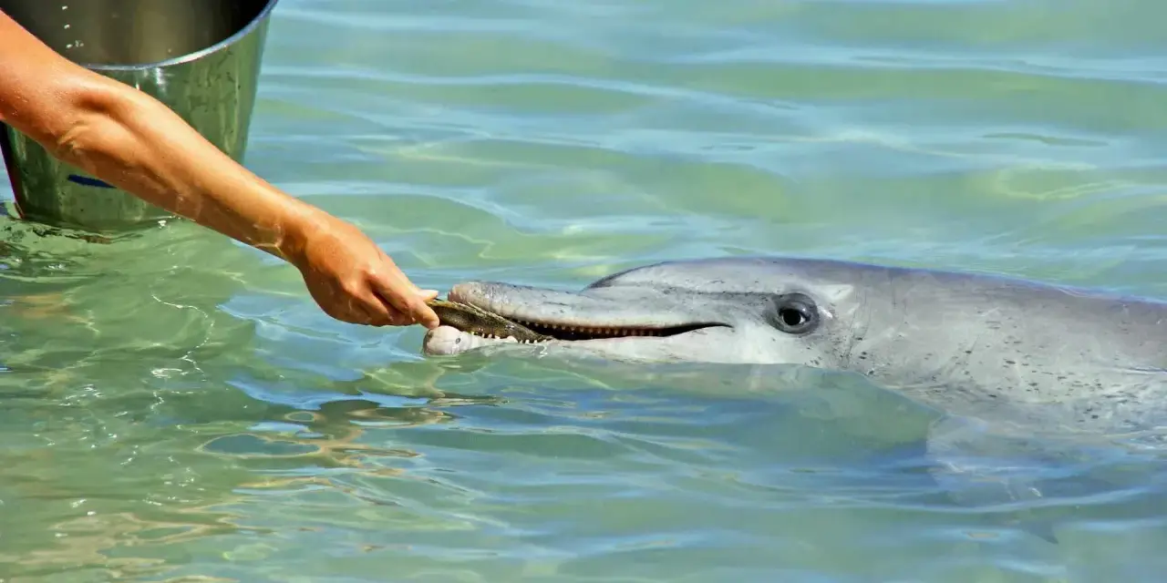 Delfin zjada rybę podawaną mu z ręki. Widać wiadro obok.