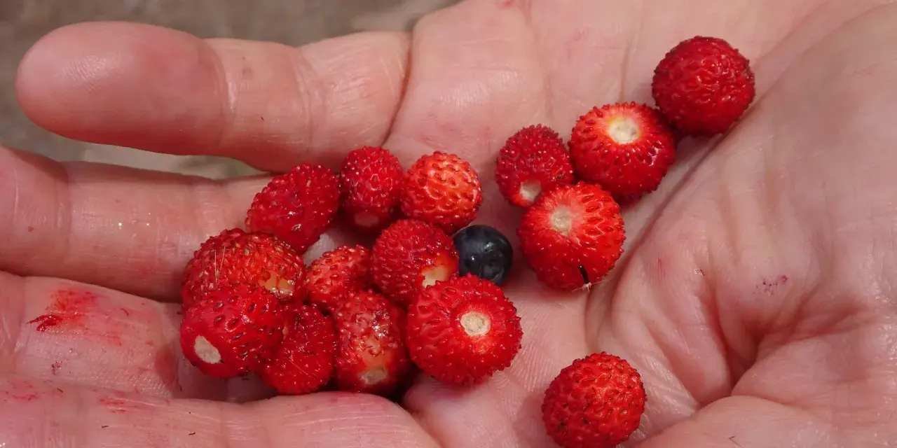Eine Hand hält viele kleine, rote Walderdbeeren und eine Blaubeere. Vorsicht: Nicht alle kleinen roten Beeren sind essbar, manche wilde Erdbeeren sind giftig.