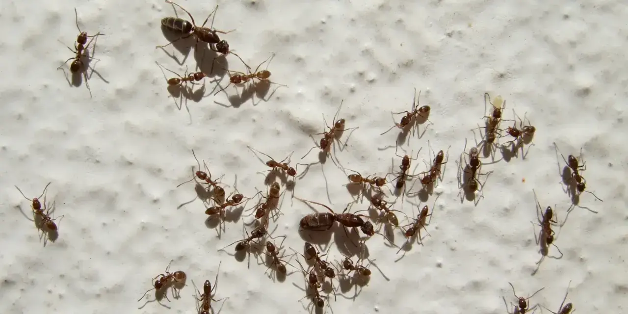 Un grupo de hormigas, una plaga común en casa, camina sobre una pared blanca.