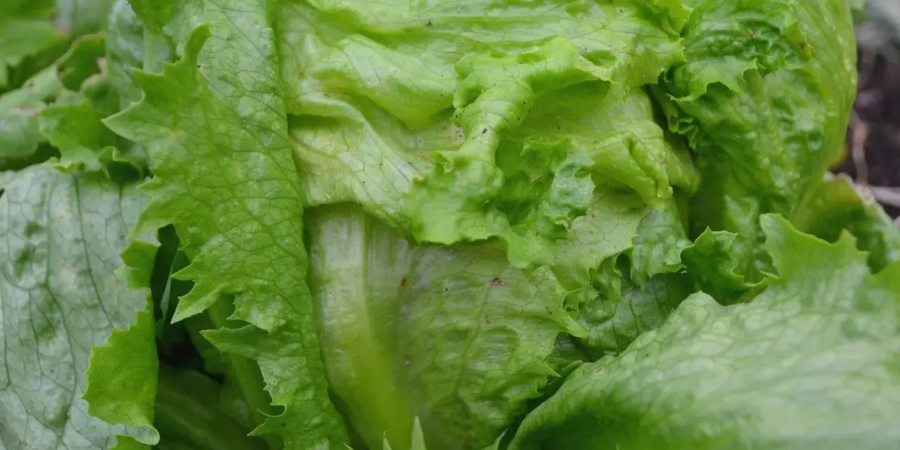 En närbild av en krispig isbergssallat som växer i trädgården. Perfekt för att odla isbergssallad för en fräsch sallad.