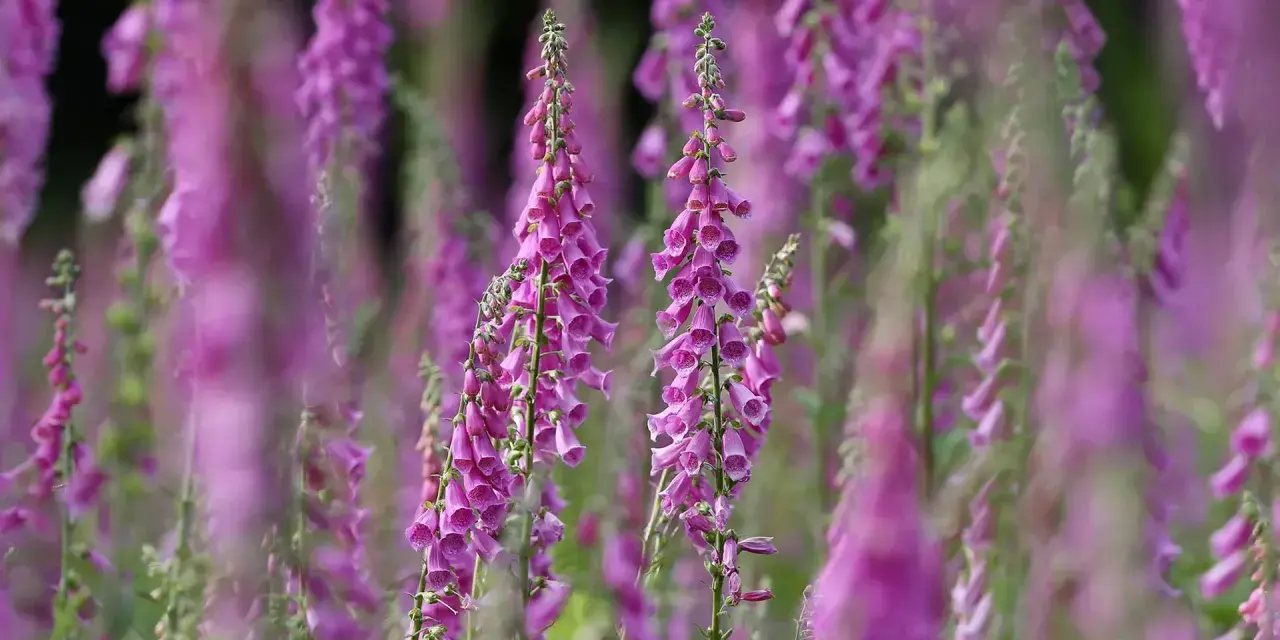 Zwei hohe Fingerhut-Stauden mit vielen glockenförmigen, lila Blüten. Der Hintergrund ist unscharf und zeigt weitere Fingerhut-Pflanzen.