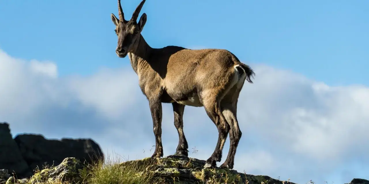 Stambecco su roccia, con manto che ricorda il **scamosciato significato** di resistenza e adattamento all'ambiente montano.