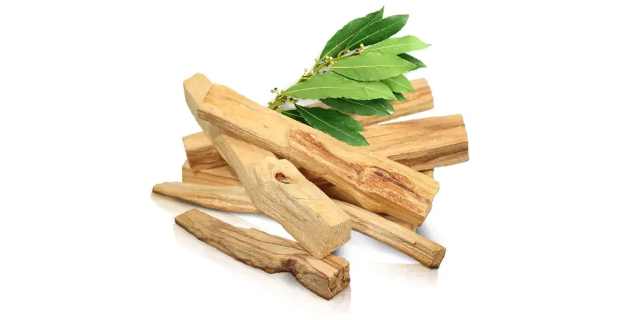 Montón de astillas de palo santo, madera aromática de donde se saca el palo santo, con hojas verdes.