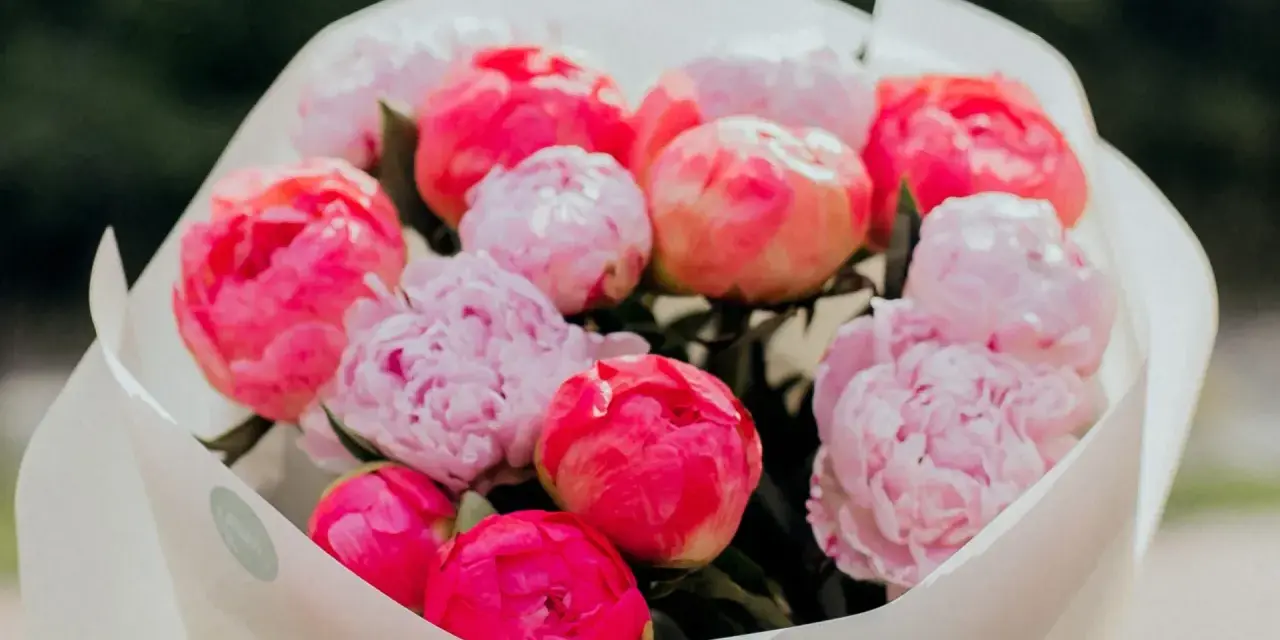 Piwonie w odcieniach różu i czerwieni, piękne kwiaty wiosna, w białym papierze.