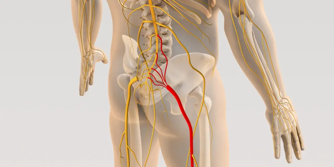 Anatomia układu nerwowego z zaznaczonym nerwem w kolorze czerwonym, wskazującym na potencjalną stenoza kanału kręgowego.