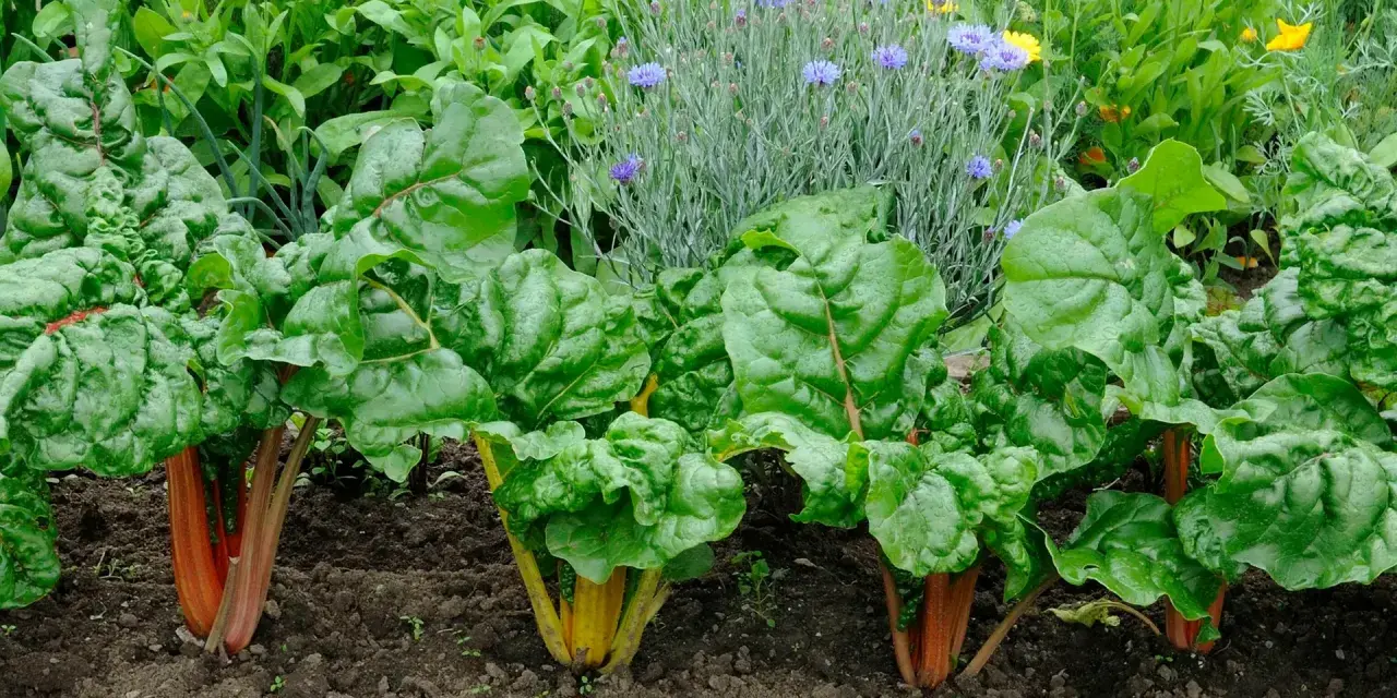 Reichhaltige **mangold pflanzen** mit leuchtend roten und gelben Stielen wachsen im Garten, umgeben von Kornblumen und anderen grünen Pflanzen.