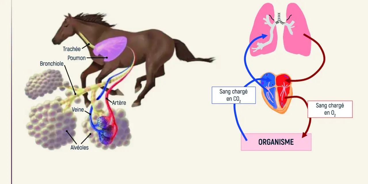 Schéma du système pulmonaire du cheval, montrant les poumons, les bronches, les alvéoles et le cœur. Utile pour comprendre l'asthme cheval.
