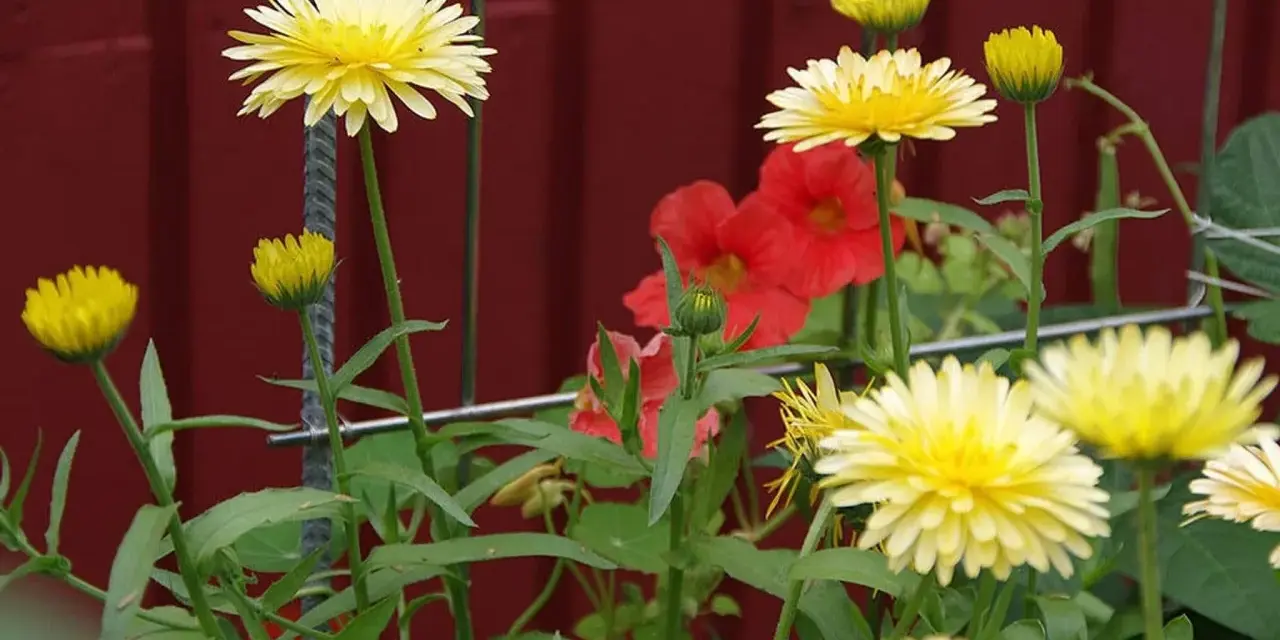 Gula blommor med röda blommor i bakgrunden. En fin påminnelse om att odla krasse hemma för att få in lite färg i vardagen.
