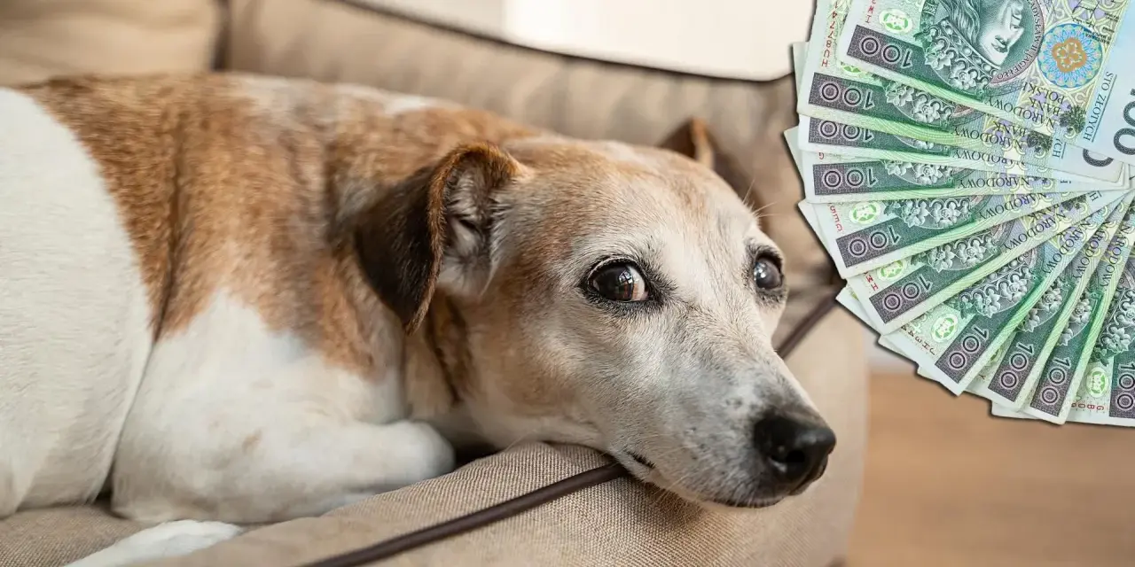 Koszty eutanazji psa: Od 100 zł do 1500 zł co wybrać?