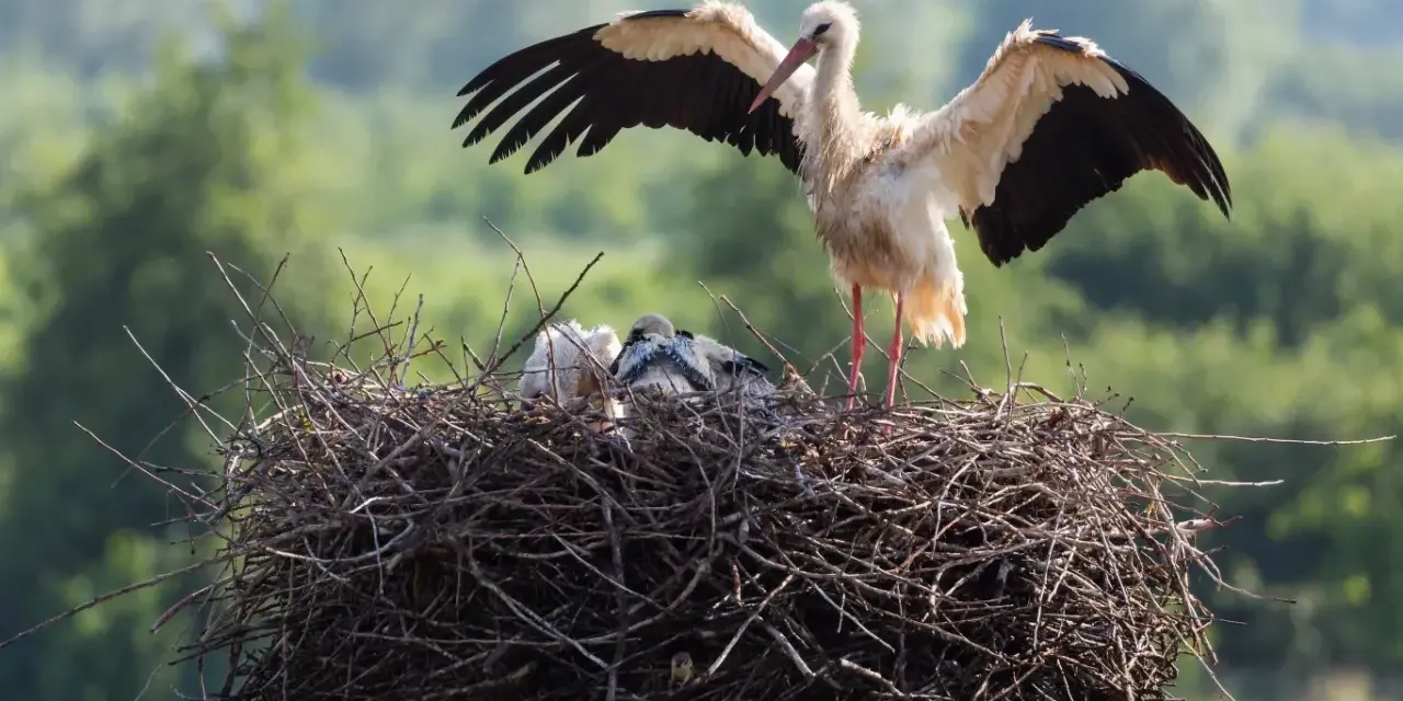 Bocian z rozłożonymi skrzydłami stoi nad pisklętami w gnieździe. Zastanawiasz się, ile waży gniazdo bociana? To imponująca konstrukcja!