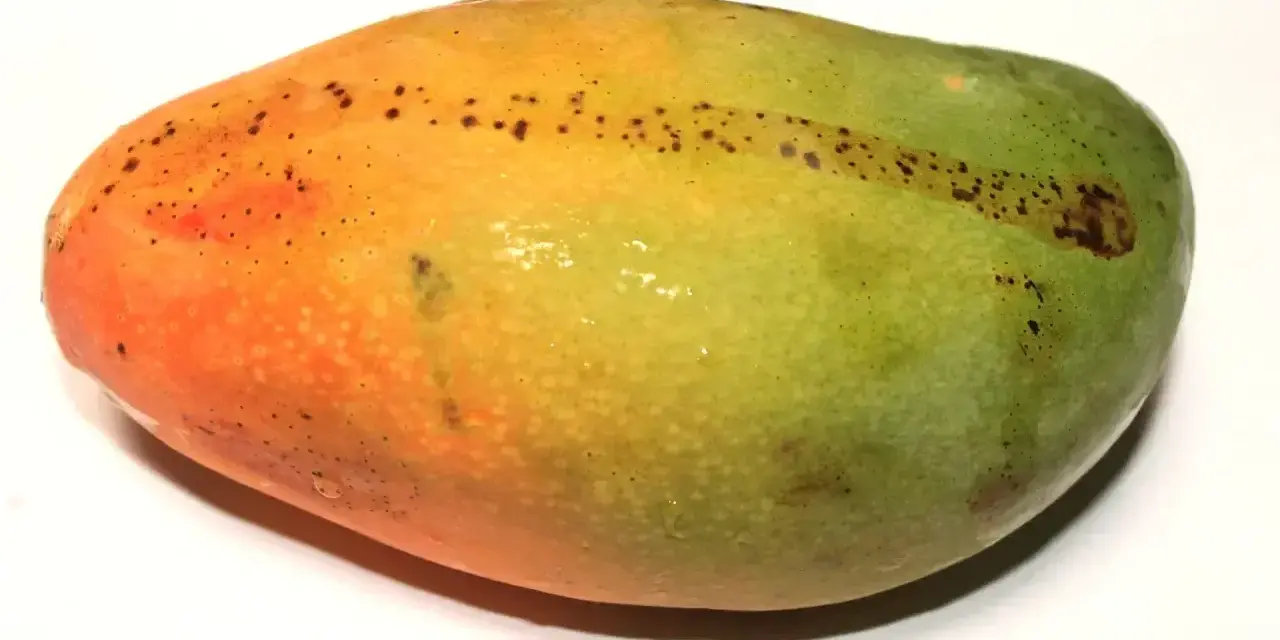 Okrągłe, owalne mango z przejściem kolorów od pomarańczowego do zielonego, z drobnymi, ciemnymi plamkami.