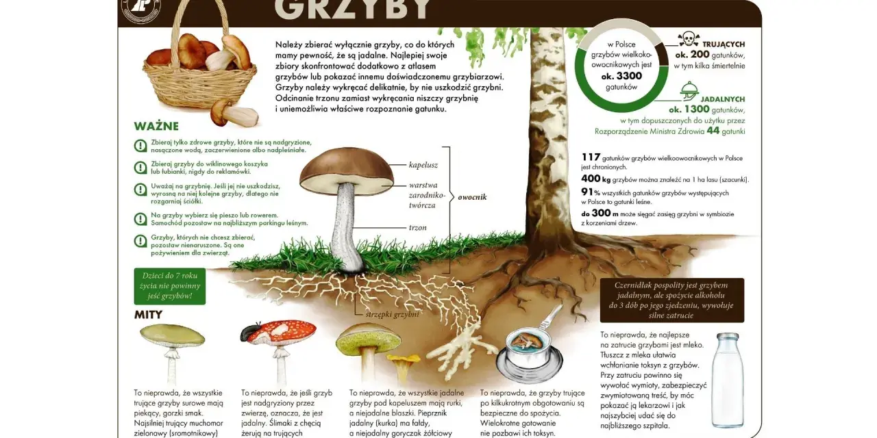 Dzieci do 7 roku życia nie powinny jeść grzybów, bo ich organizm jest jeszcze za słaby. Dowiedz się więcej o grzybach jadalnych i trujących.