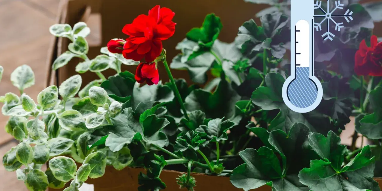 Czerwone pelargonie w kartonie, obok termometr wskazujący niską temperaturę. Czas pomyśleć, jak przyciąć pelargonie na zimę.