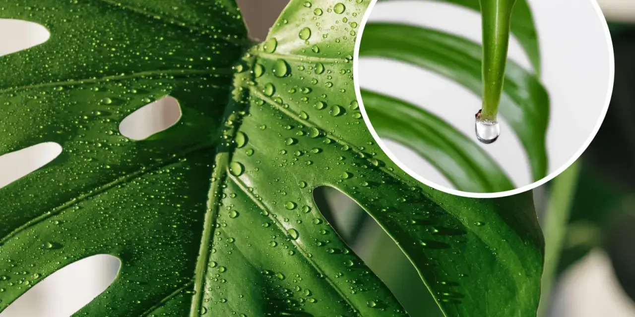 Kiedy monstera płacze, krople rosy lśnią na jej zielonych liściach. W zbliżeniu widać, jak jedna kropla wisi na czubku liścia, gotowa spaść.