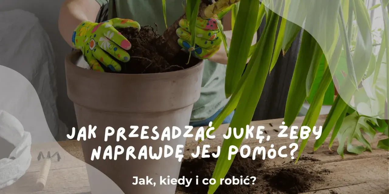 Ręce w rękawiczkach przesadzają jukę do nowej doniczki. Dowiedz się, kiedy przesadzać jukę, by jej pomóc.