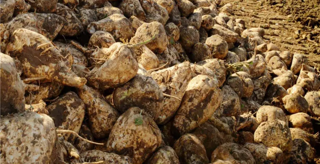 Un cumulo di barbabietole da zucchero appena raccolte, pronte per la lavorazione. La borlanda cos'è? È il residuo della lavorazione, ottimo mangime.