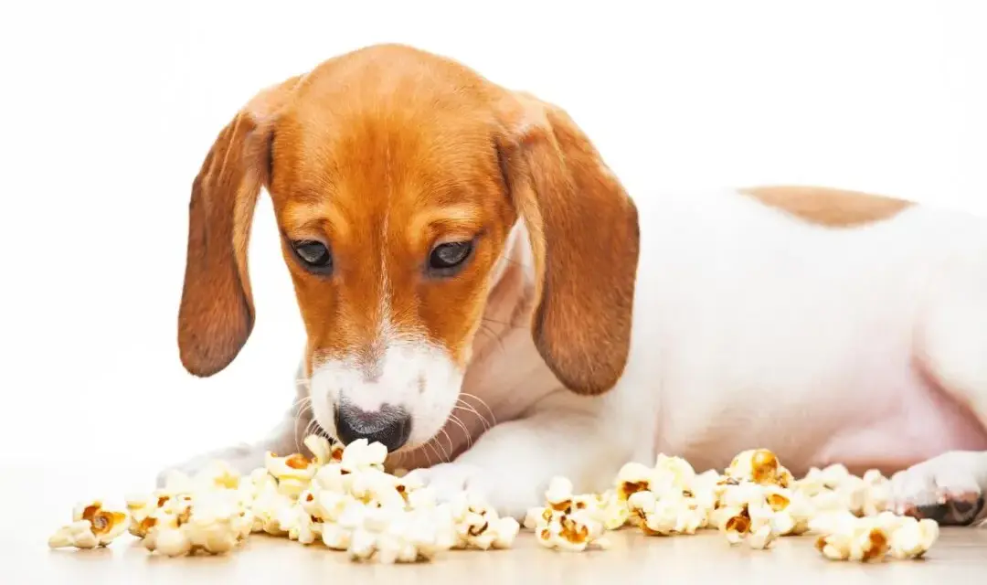 Czy pies może jeść popcorn? Sprawdź, co musisz wiedzieć o zdrowiu psa