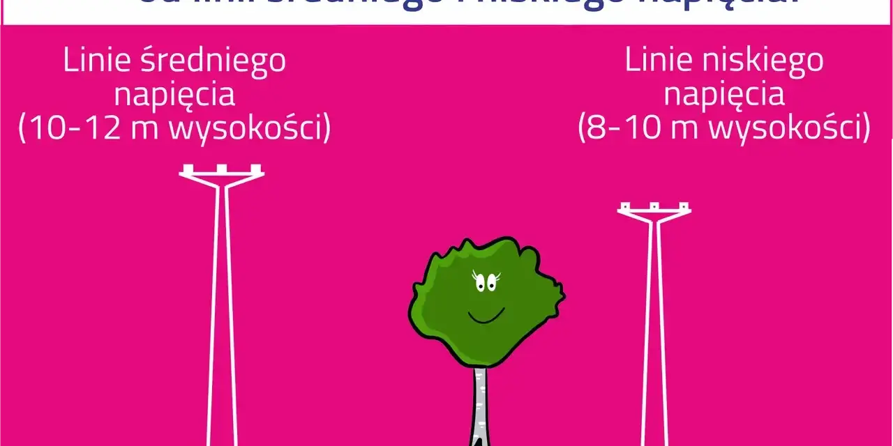 Drzewo potrzebuje 5 m od linii średniego napięcia (10-12 m) i 2 m od linii niskiego napięcia (8-10 m).