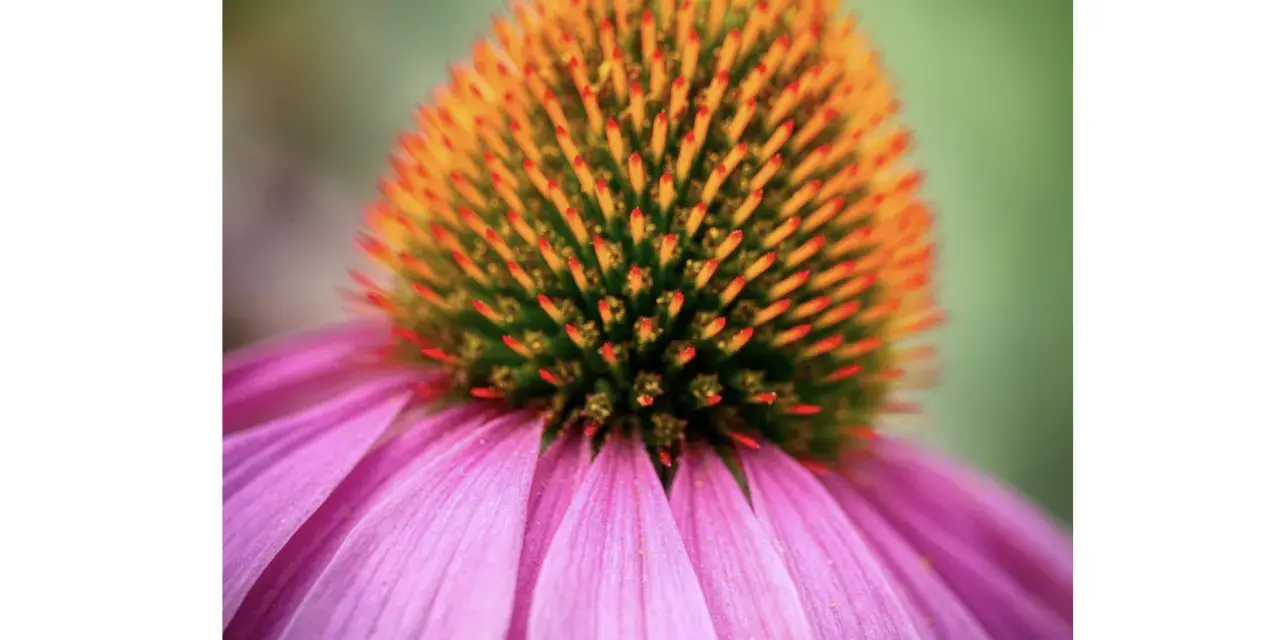 Jeżówka (Echinacea): charakterystyka, uprawa i zastosowania w ogrodzie