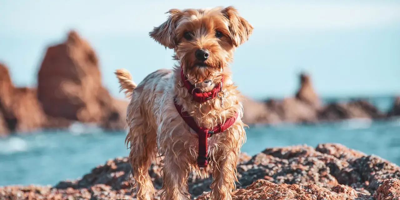 Ein kleiner Hund mit rotem Geschirr steht auf Felsen am Wasser. Ein schöner Tag für einen Badesee mit Hund in NRW.