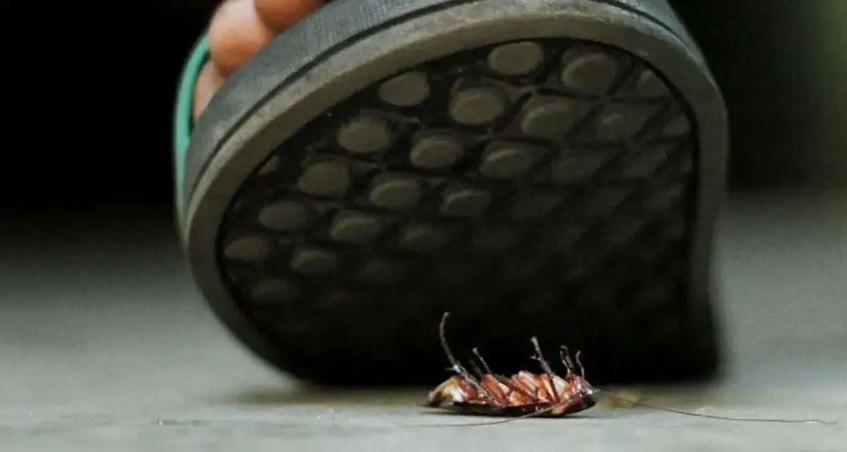 Un pie aplasta una cucaracha.